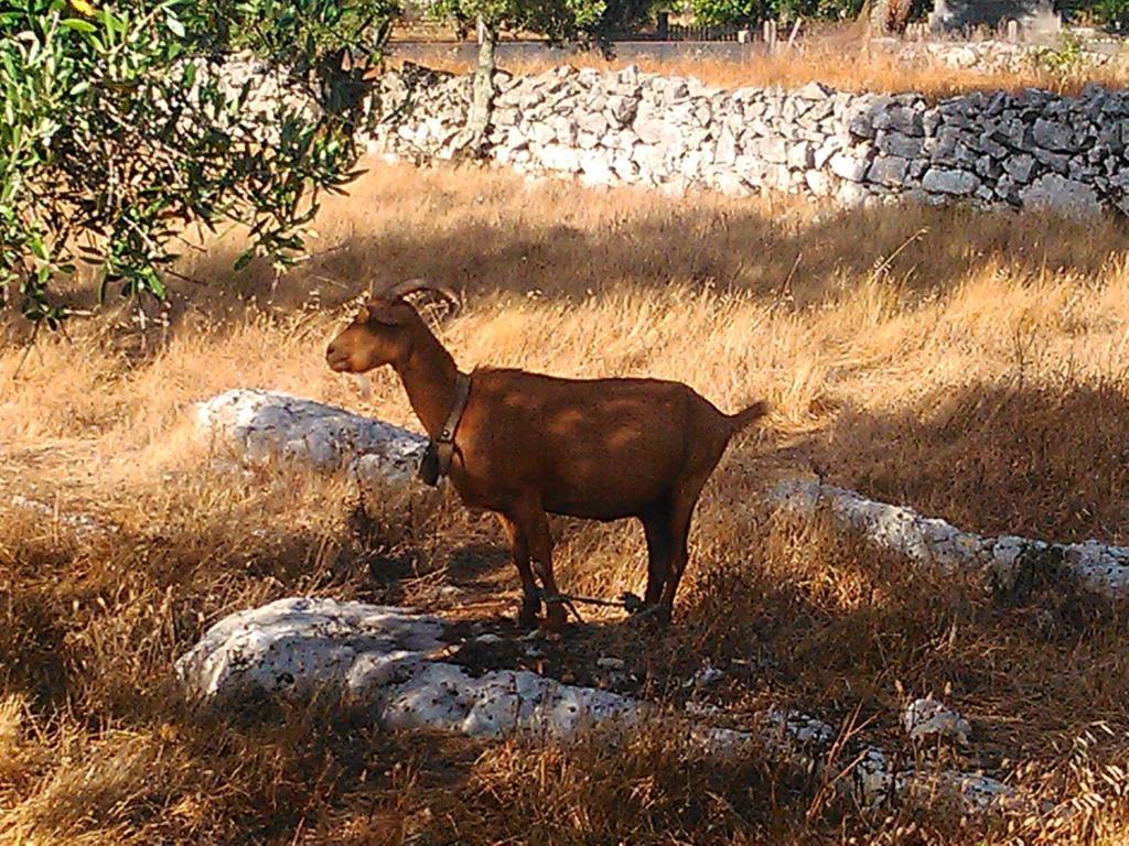 בית הארחה Mendiga 	Retiro Da Avo Lidia - Turismo Rural מראה חיצוני תמונה